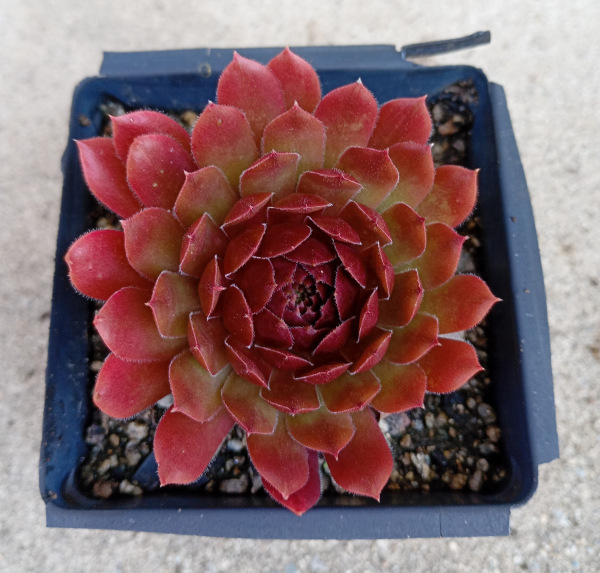 Sempervivum "Eminent"