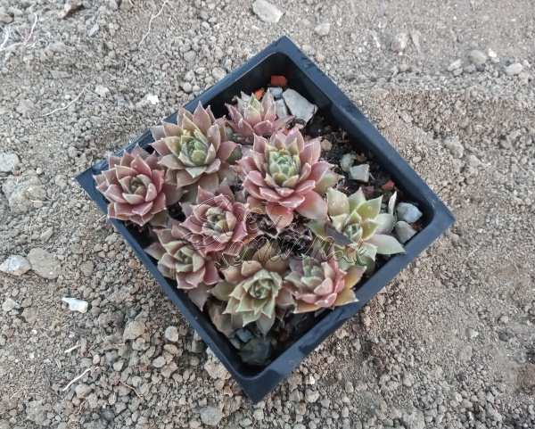 Sempervivum "Racey"