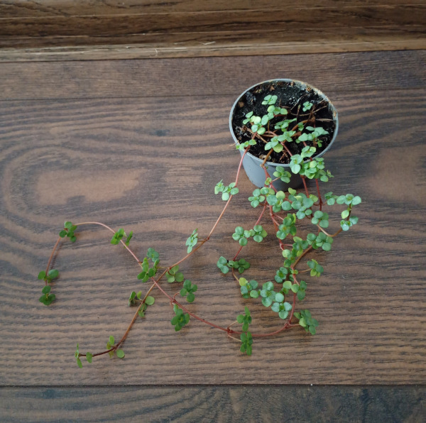 Pilea glaucophylla "Greyzy"