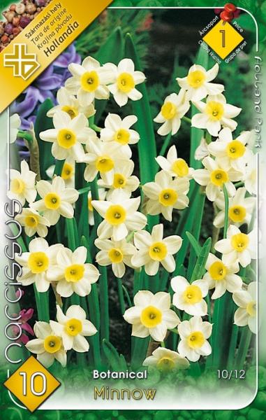 Narcissus Botanical Minnow/10 ks