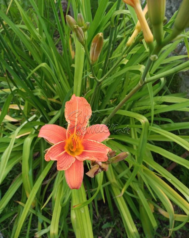 Hemerocallis (Ľaliovka) - oranžová