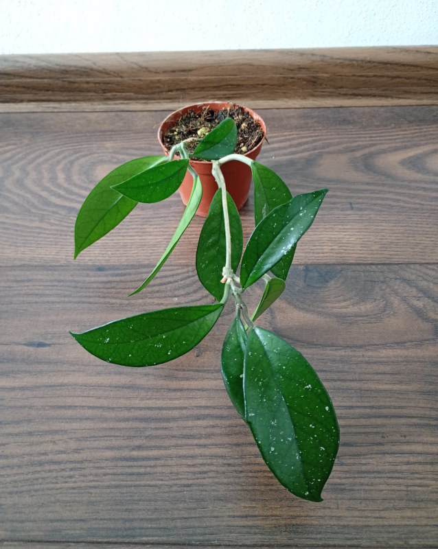 Hoya carnosa