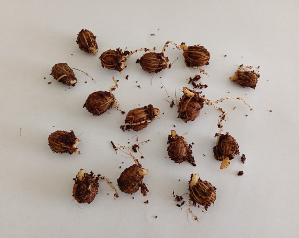 Archontophoenix alexandrae 2 naklíčené semená 1