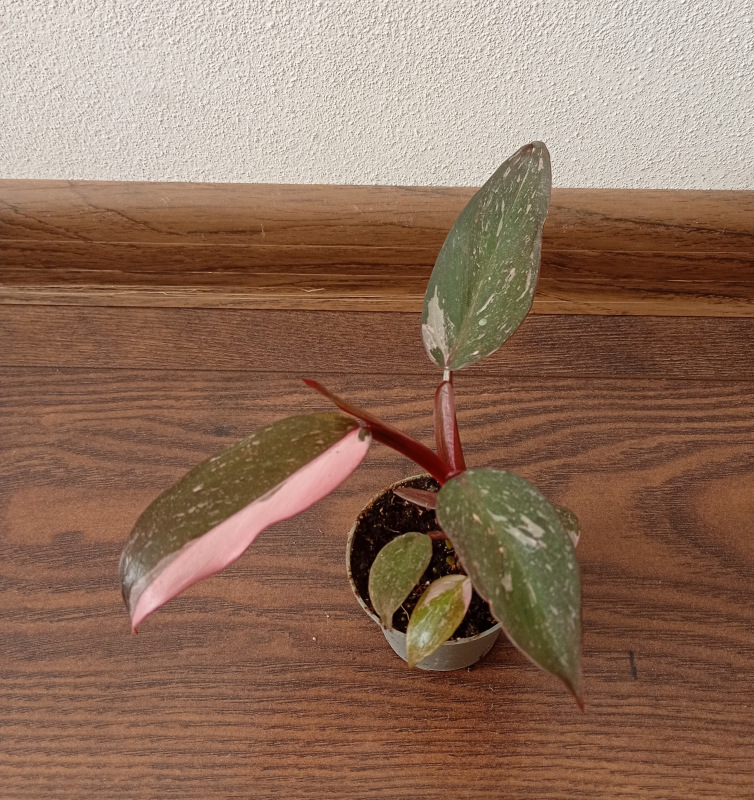 Philodendron Pink Princess