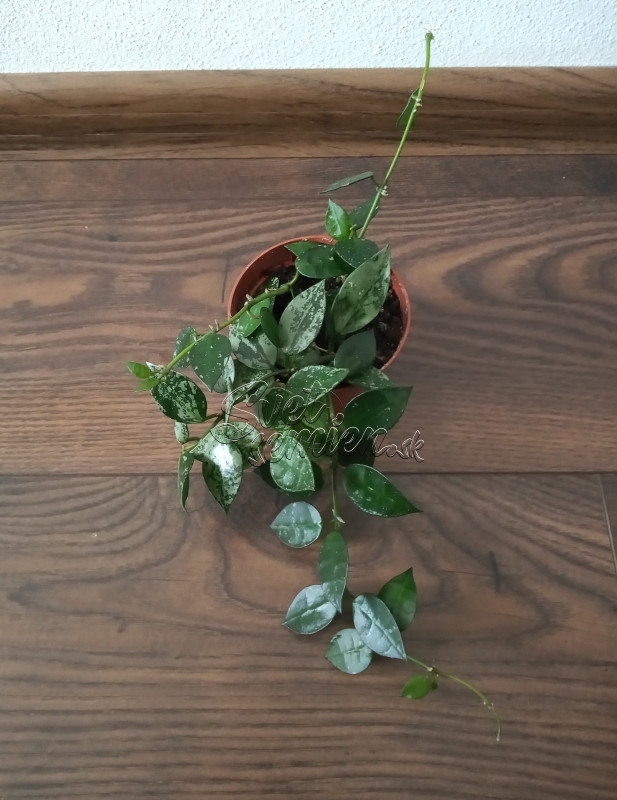Hoya krohniana "Splash" menšia