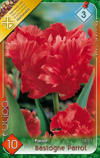 Tulipa Parrot Bastogne Parrot/10 ks