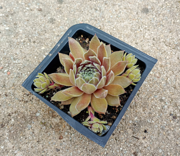 Sempervivum "Racey" 1