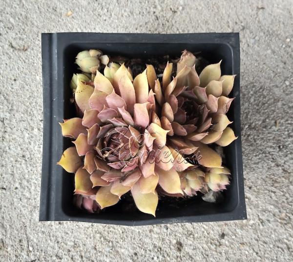 Sempervivum "Tesoro"