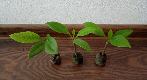Plumeria rubra "MIX" - semenáč