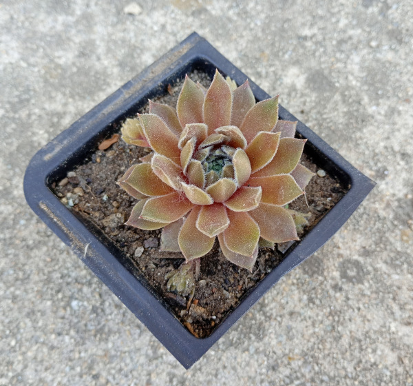 Sempervivum "Racey"