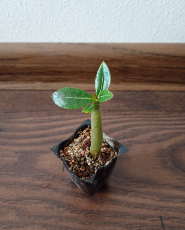 Adenium arabicum "Dwarf White Giant" - semenáč