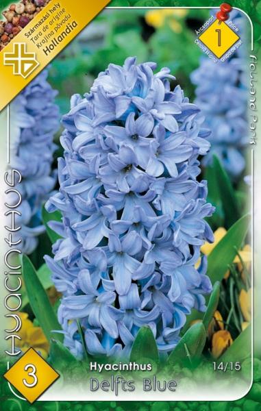 Hyacinthus Delfts Blue/3 ks