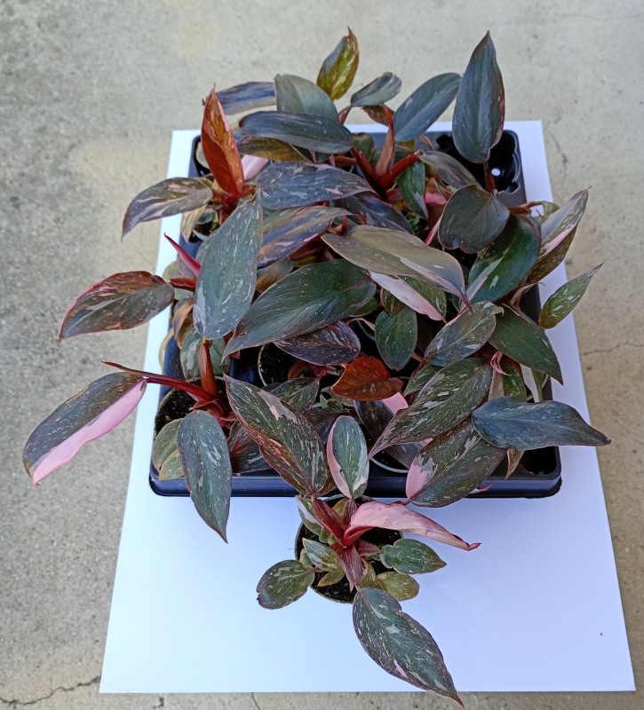 Philodendron Pink Princess 1