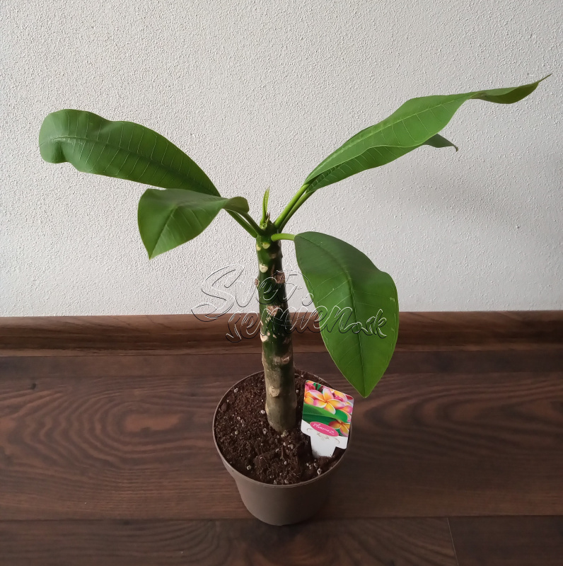 Plumeria rubra - oranžovo ružový kvet 1