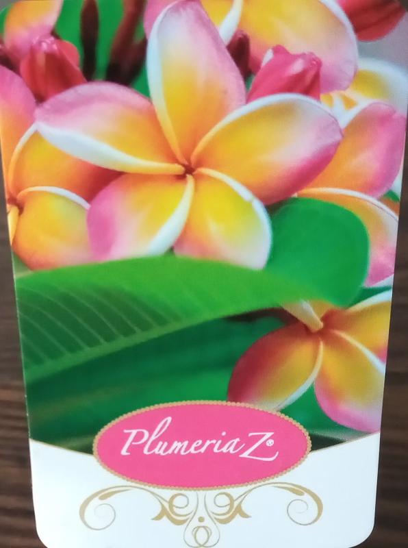 Plumeria rubra - oranžovo ružový kvet